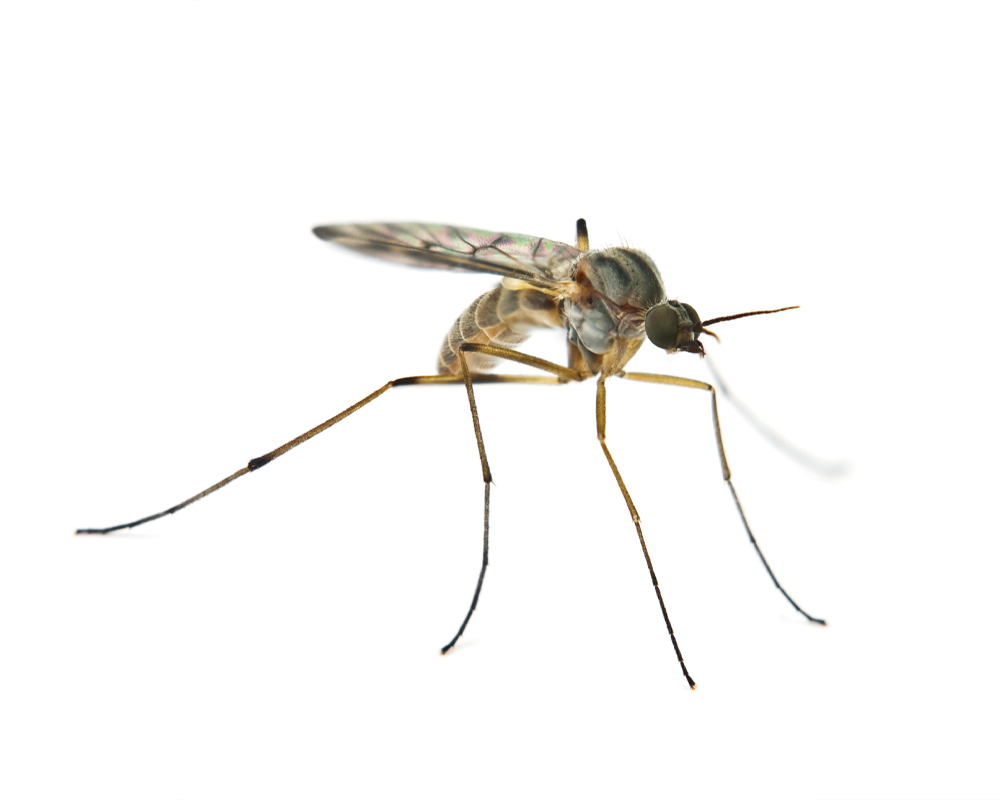 Nuisible Service, moustique, insecte nuisible et persistant