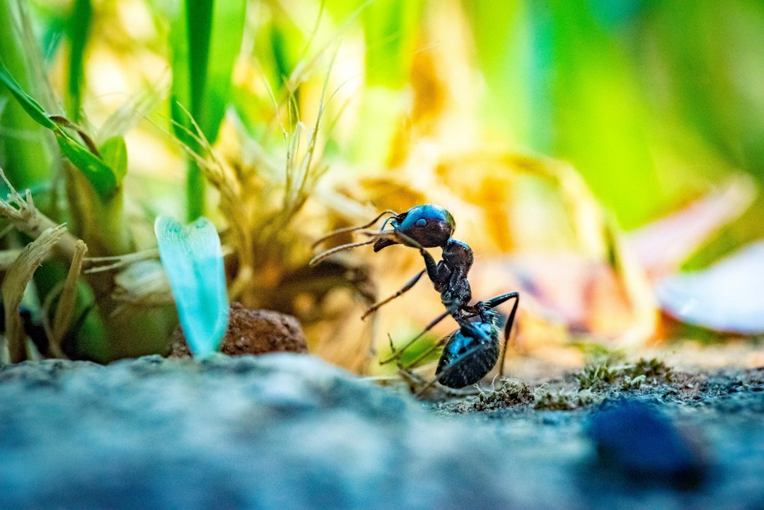 Invasion de fourmis que faire près de Varilhes